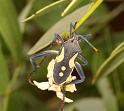 ZZ_ZZXYX_D3533_Z_90_Karinji NP_Australie
